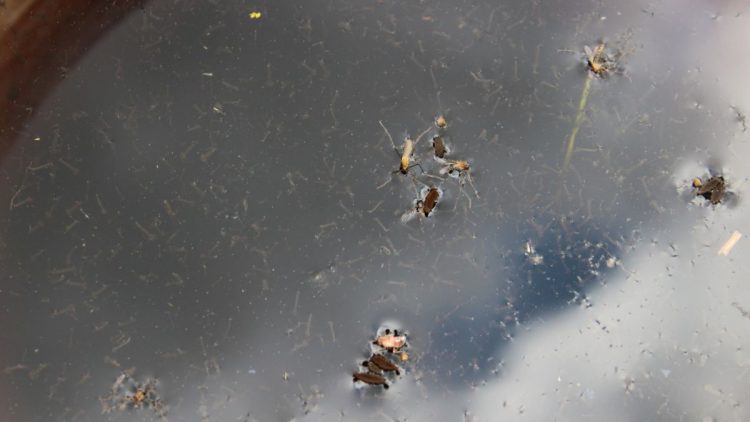 Ces astuces te permettront d'éliminer les larves de moustiques dans le tonneau d'eau de pluie