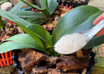 Cet engrais naturel aidera votre orchidée à rester en bonne santé