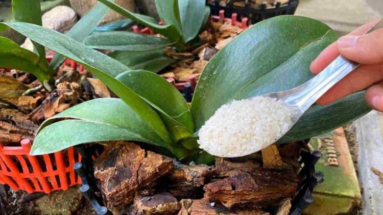 Cet engrais naturel aidera votre orchidée à rester en bonne santé