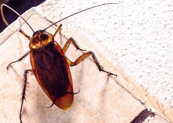 Comment empêcher les insectes d'entrer dans votre maison?