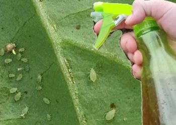 Comment faire votre insecticide maison ? Le guide étape par étape