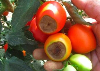 Comment lutter naturellement contre le cul noir de la tomate