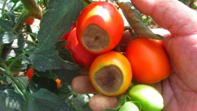 Comment lutter naturellement contre le cul noir de la tomate