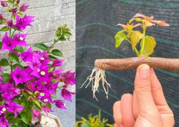 Comment multiplier des branches de bougainvilliers sur un balcon ou dans un jardin : la méthode infaillible