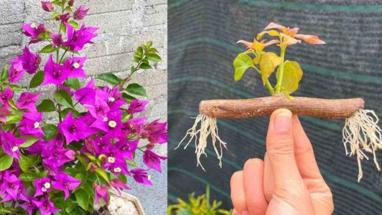 Comment multiplier des branches de bougainvilliers sur un balcon ou dans un jardin : la méthode infaillible