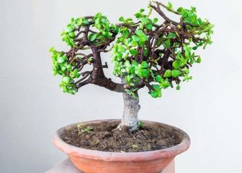 Comment planter et entretenir l'arbre de jade ? Les instructions pas à pas