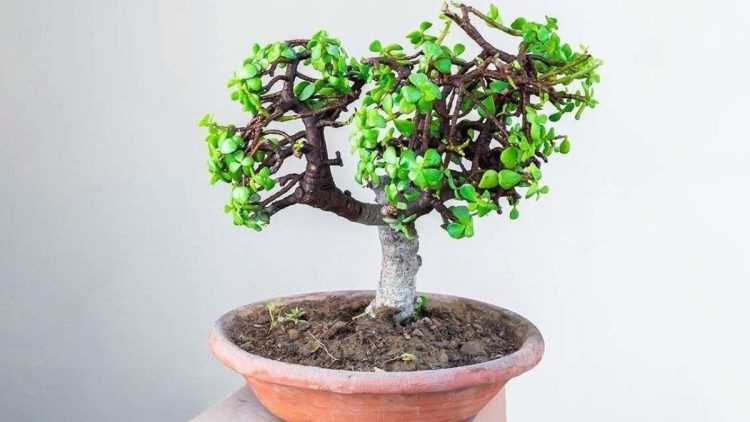 Comment planter et entretenir l'arbre de jade ? Les instructions pas à pas