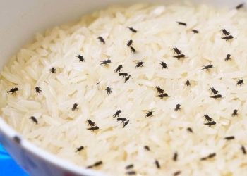 Comment se débarrasser du charançon du riz dans ses placards ?