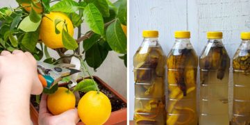 Des engrais naturels pour les plantes portent des fruits