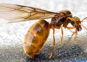 Fourmis dans la maison, que faire ? 13 moyens de les éloigner