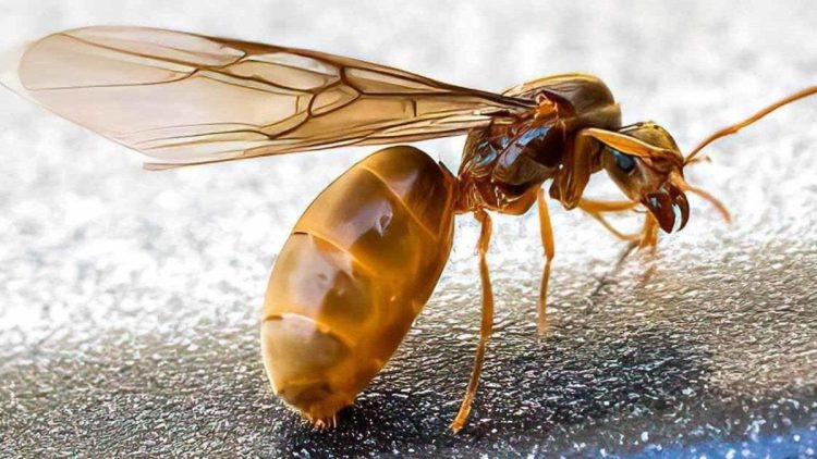 Fourmis dans la maison, que faire ? 13 moyens de les éloigner