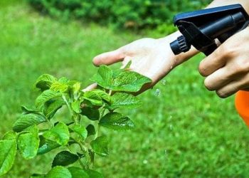 Insecticides naturels et faits maison : sauvez votre jardin sans détruire la terre