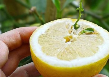 Jardin: "Comment semer des graines de citron dans un pot?"