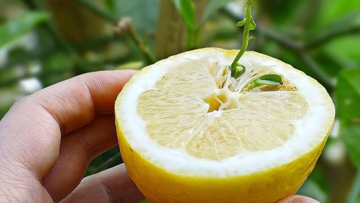 Jardin Comment Semer Des Graines De Citron Dans Un Pot