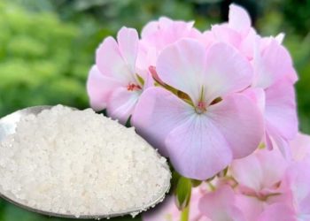 La remède maison qui fait pousser chaque plante ou fleur 5 fois plus vite