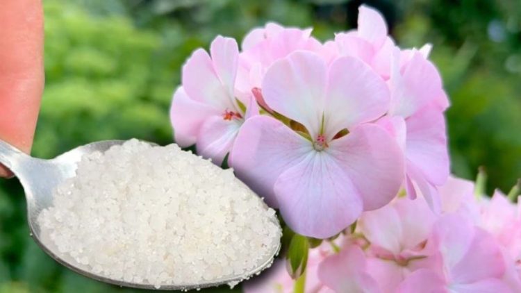 La remède maison qui fait pousser chaque plante ou fleur 5 fois plus vite