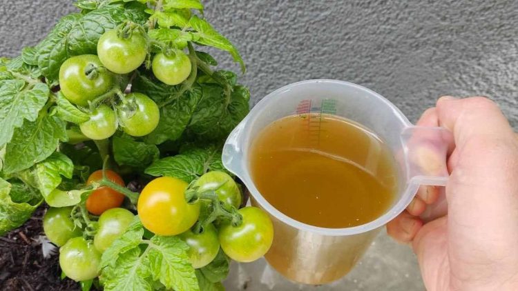 Le meilleur engrais organique bon marché : blast pour les tomates et les concombres