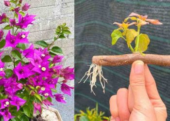 Multiplier les bougainvilliers : l’astuce simple et infaillible que les jardiniers adorent