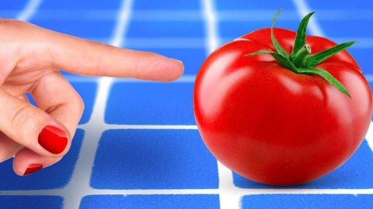 Quand jeter les tomates : signes et temps de conservation