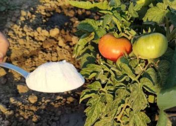 Quels légumes faut-il arroser fréquemment en été ?