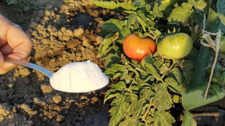 Quels légumes faut-il arroser fréquemment en été ?