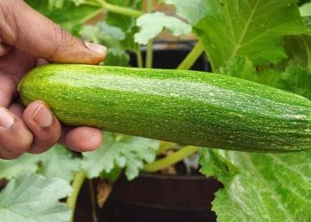 Quels légumes ne pas planter à côté des courgettes ?