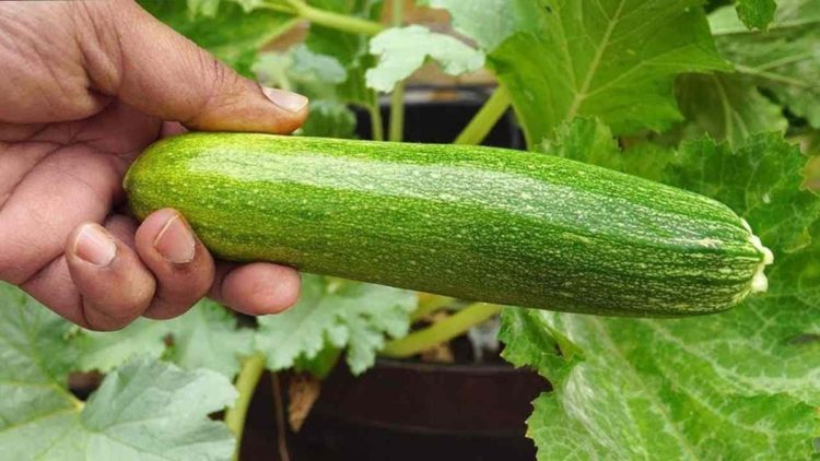 Quels légumes ne pas planter à côté des courgettes ?