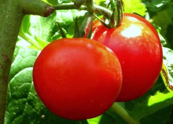 Tout le monde fait ces 10 erreurs avec les plants de tomates