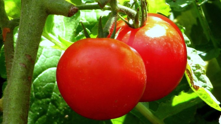 Tout le monde fait ces 10 erreurs avec les plants de tomates