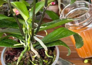 Une tasse chaque mois et vous aurez un balcon et un jardin plein de fleurs : Je n'ai jamais rien vu de tel