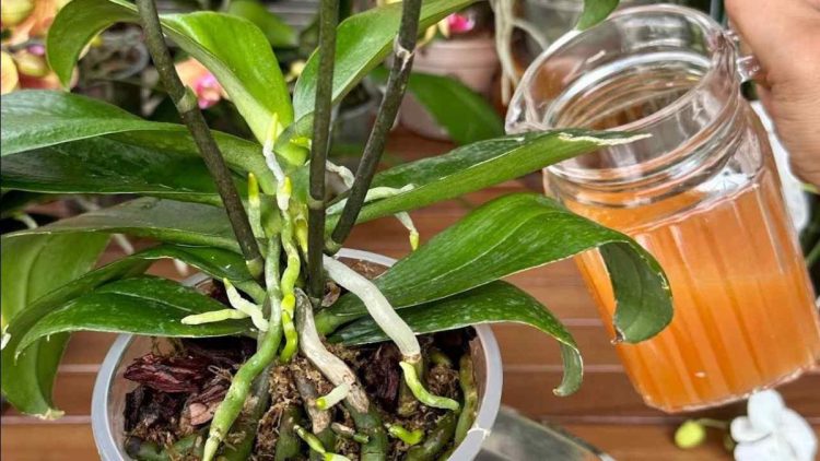 Une tasse chaque mois et vous aurez un balcon et un jardin plein de fleurs : Je n'ai jamais rien vu de tel