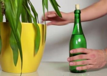 Voici la solution imparable pour arroser ses plantes pendant ses vacances