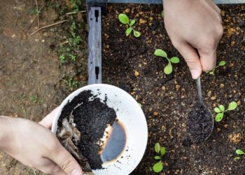 7 engrais naturels faits maison pour le jardin et la fertilisation de vos plantes