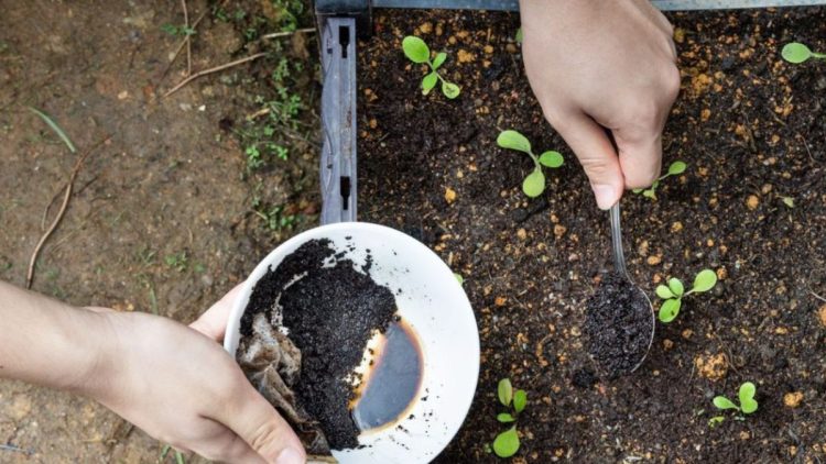 7 natürliche hausgemachte Düngemittel für den Garten und die Düngung Ihrer Pflanzen