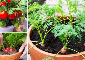 7 légumes faciles à cultiver dans des pots à la maison