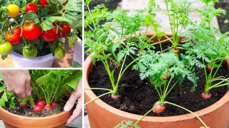 7 légumes faciles à cultiver dans des pots à la maison