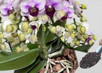 Avec ce mélange d'innombrables orchidées poussent en quelques semaines seulement