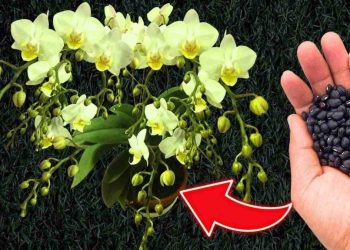 Comment entretenir les orchidées pour une floraison constante et garantie ?