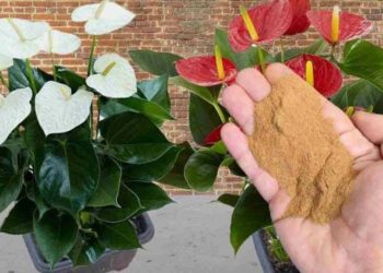 Anthurium cette épice le fait fleurir inlassablement : distribuez-le et vous verrez le résultat !