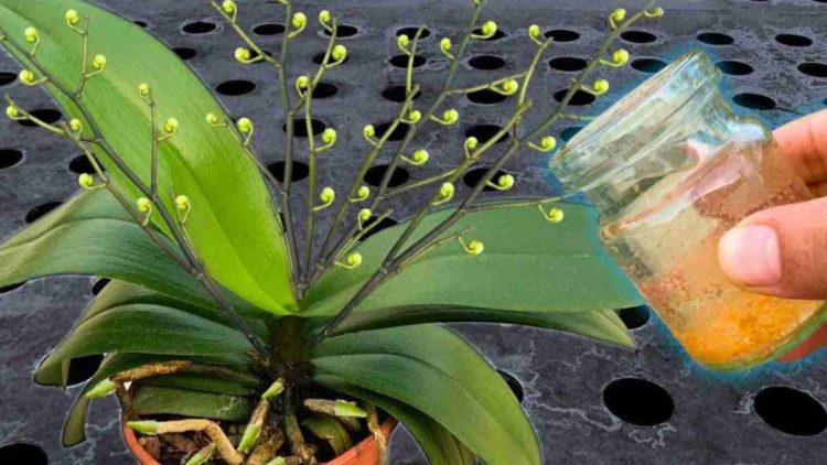 Arrosez toutes les plantes avec cette eau : même les fleurs les plus sèches s'épanouissent