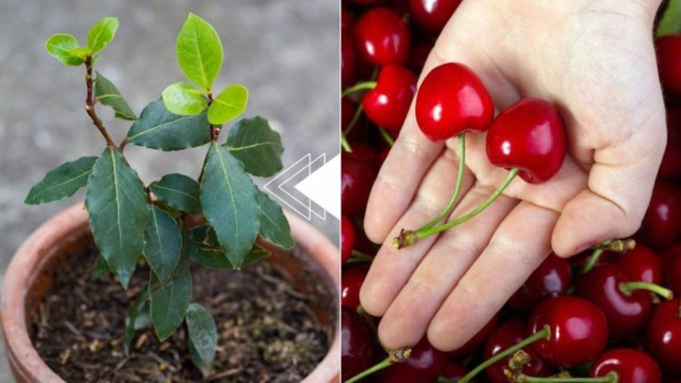 Cerises : le noyau suffit pour donner naissance à une nouvelle plante en 7 jours