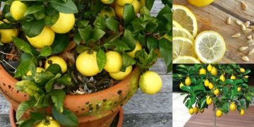 comment avoir un stock illimité de citrons à la maison ?