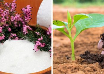 Comment faire fleurir vos plantes et éloigner tous les parasites avec de l’eau d’avoine ?