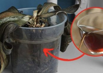 Comment faire revivre une orchidée mourante à cause d’une déshydratation ou un arrosage excessif ?