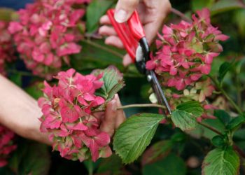 Comment faire sécher les fleurs d'hortensia? 4 conseils pour conserver les fleurs