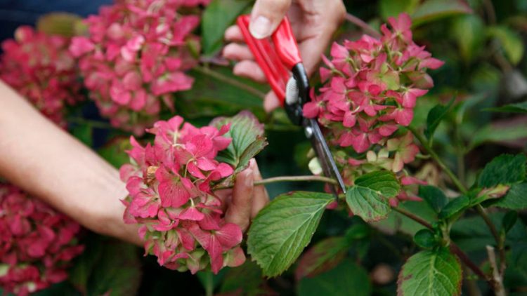 Comment faire sécher les fleurs d'hortensia? 4 conseils pour conserver les fleurs