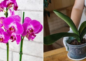 Comment garder mes orchidées toujours belles ?