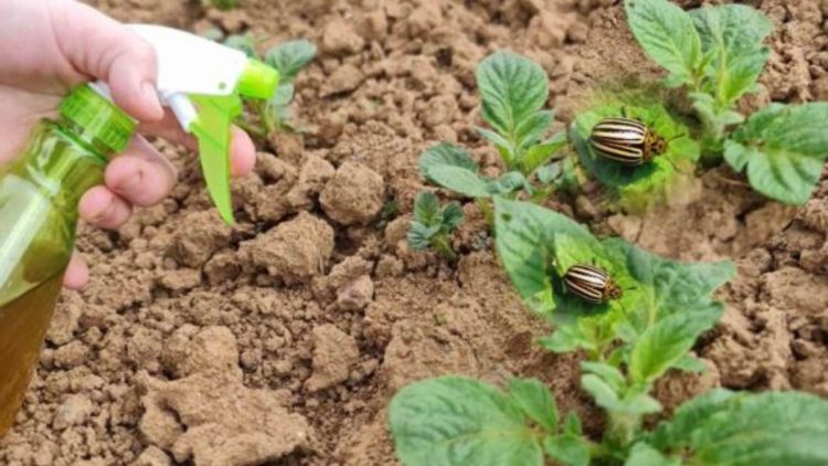 Comment lutter au naturel contre les doryphores