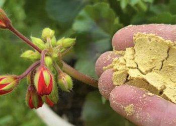 Comment réutiliser une levure périmée : les avantages pour votre jardin