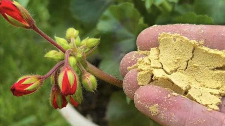 Comment réutiliser une levure périmée : les avantages pour votre jardin